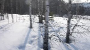 АСМР прогулки в лесу