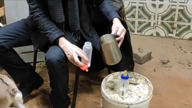 Козлята из Псково-Печерского монастыря. Архив от 2021 смотреть онлайн