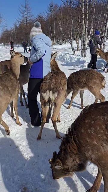 Не далеко от Южно-Сахалинска, съездили покормить оленей . смотреть онлайн