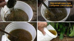 Кроличий навоз как удобрение