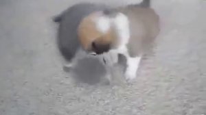 Бои без правил 1