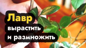 Как вырастить лавр благородный в домашних условиях выращивание лавра размножение черенками из семян