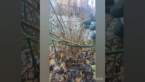 Обрезка и особенности древовидной гортензии.