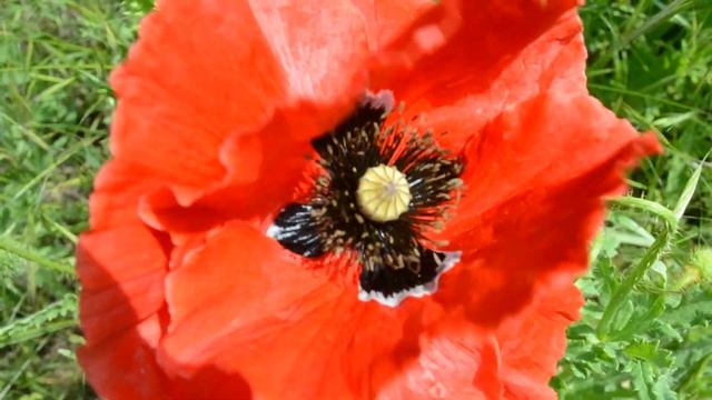 Красный мак смотреть онлайн