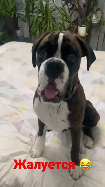 Немецкий боксер Джесси жалуется #shorts смотреть онлайн