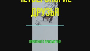 Четвероногие друзья
