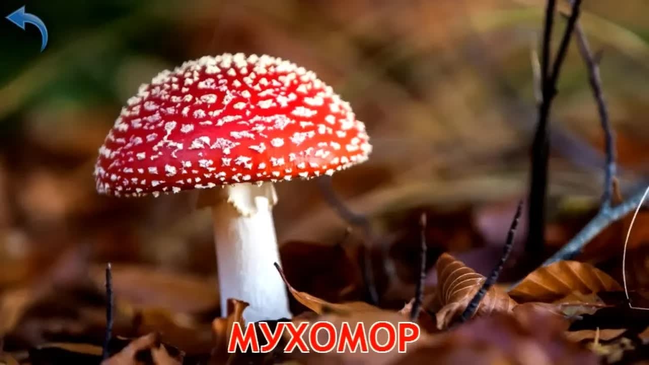 Карточки Домана. Часть 11. Грибы