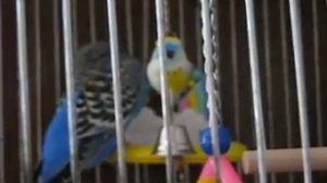 говорящий волнистый попугайчик Петруша   1,3год.