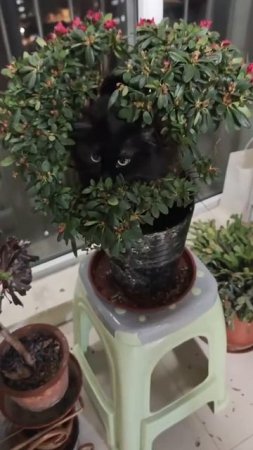 Цветок, который кусается)))