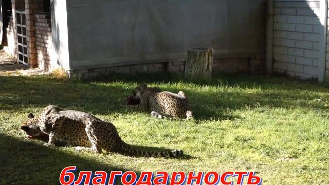 7 НАМИБИЯ смотреть онлайн