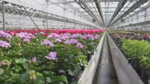 Технологии в цветоводстве. Jolly Farmer.