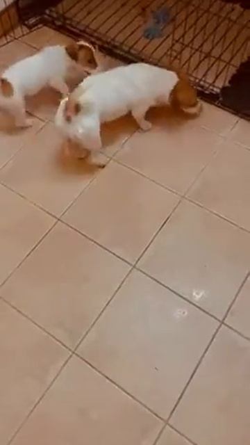 Продажа щенков Собаки Щенки ДРТ Питомник Арт Ева К Dubai-Москва Россия смотреть онлайн