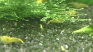 Аквариумные креветки Грин Жаде Желтый Неон. Обзор аквариума. Фильтр Светильник Вода Корм Dead Shrimp