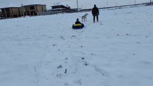 Аргентинский дог ездовой.