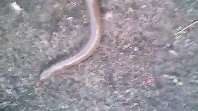 Ползучий гад смотреть онлайн