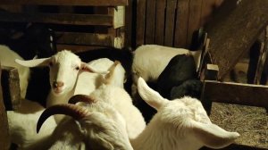 Стресс для коз . Приехала гостья! Последний сыр 2024 года!