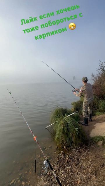 Сильный оказался ‼️ Зеркальный карп . #рыбалка #карп #активныйотдых #carpfishing