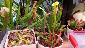 Обзор растений. Моя коллекция хищных растений.