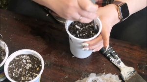 Высаживаем перец и баклажаны