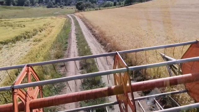 Озимий ячмінь.Сорт Парадіс DSVеліта.Врожайність 79цга dsv парадіс