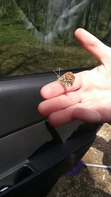 метелик зорька самець#бабочка #бабочки смотреть онлайн