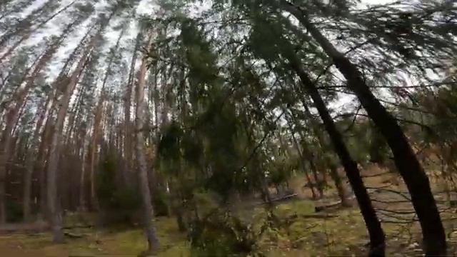 СКОЛЬКО В ЭТОМ ЛЕСУ РЯБЧИКОВ? ЛУЧШАЯ ОХОТА НА РЯБЧИКА