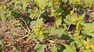 Дурнишник обыкновенный !!!