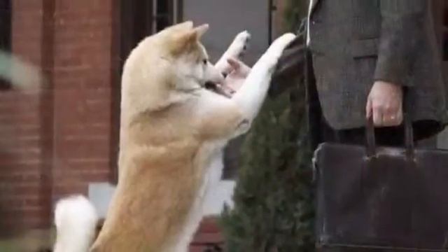 Клип хатико смотреть онлайн