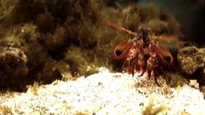 Mantis Shrimp performs cartoon scoot