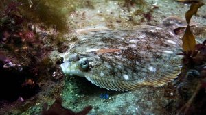 РР4 море в поисках приманок (63 серия)