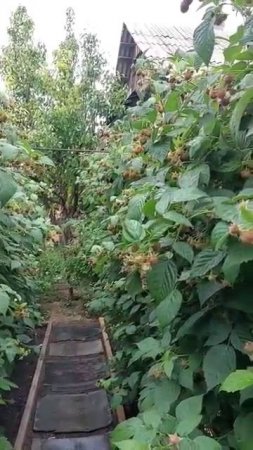 Огород, смотришь и успокаиваешься
