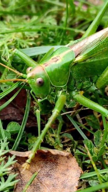 Саранча в последний день лета смотреть онлайн