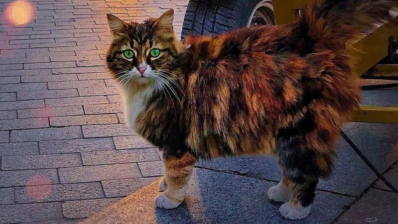 КОШАЧЬИ ПРЕМУДРОСТИ