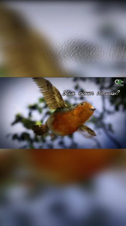 Как поют птицы?