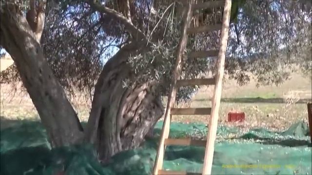 olive manual harvest смотреть онлайн