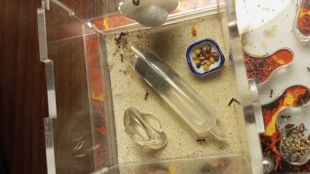 ПЕРЕСЕЛЕНИЕ МУРАВЬЁВ ЖНЕЦОВ. Messor Structor #2 смотреть онлайн