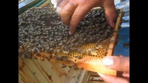 Подсадка маток колпачком