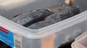 РЕАЛЬНЫЕ ЛЁГКИЕ КУРИЛЬЩИКА