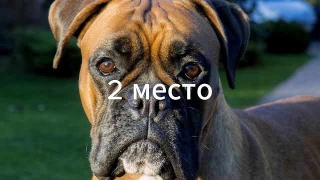 топ 3 собак
