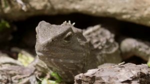 Гаттерии, живое ископаемое