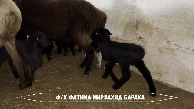 Окот 2023 года Ф/Х Фатима Мирзахид Барака