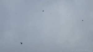 гон бакинских голубей