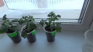 ПОСЕВЫ 2025-65. Как улучшить качество рассады томатов? Рыхление очень важно!