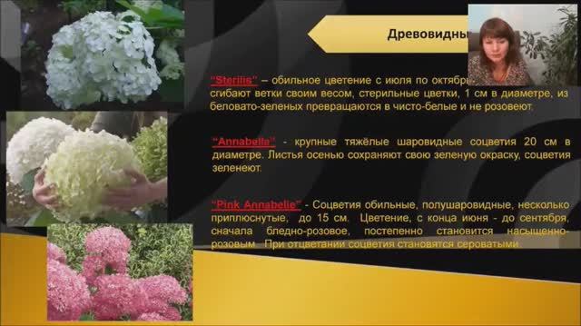 Гортензии в условиях северо запада - полная информация.  #сад #ландшафтныйдизайн