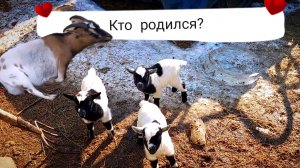 КАМЕРУНСКАЯ 🐐 коза РОДИЛА 🎉. Морозы 🥶 надоели 😭