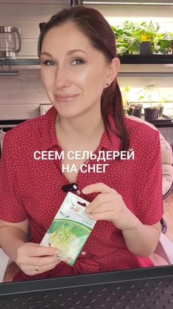Сеем корневой сельдерей по снегу.