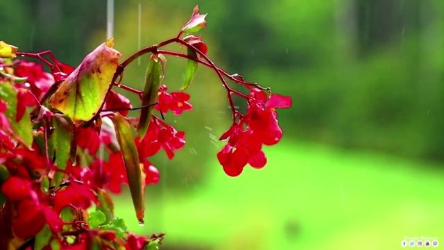 Пассакалия (Гендель/Хальворсен) -исполняет Монах Авель