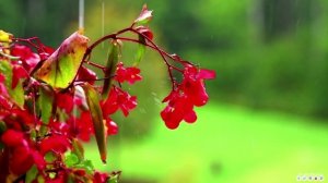 Пассакалия (Гендель/Хальворсен) -исполняет Монах Авель