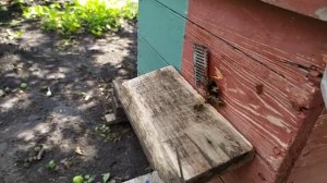 Третья жизнь старой матки. Как я использую маток прошлого года. 30/06/2020.