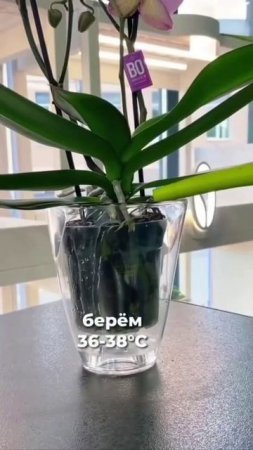 How to water orchids correctly